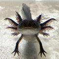 Black melanoid axolotl with dark gray-black coloration