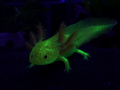 GFP copper axolotl with warm copper coloration