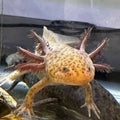 Axanthic copper axolotl with muted silver-brown coloration
