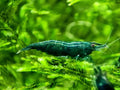 Ten live Green Jade Shrimp for a freshwater aquarium