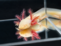 GFP albino axolotl with pale pink coloration