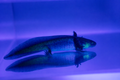 GFP black melanoid axolotl with dark coloration