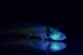 GFP wild type axolotl with natural mottled coloration