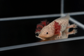 Lavender axolotl with soft purple-gray coloration