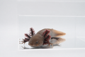 Melanoid axanthic copper axolotl with dark earthy coloration