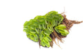 Salvinia Water Spangles floating aquarium plant at the water surface