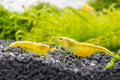 Two small yellow shrimp on black gravel with bright green aquatic plants in the background.
