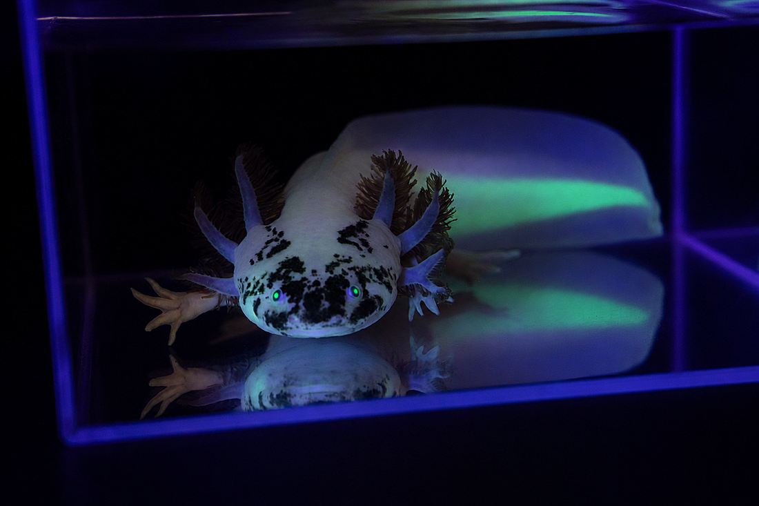 GFP dirty leucistic axolotl featured in the care mistakes guide