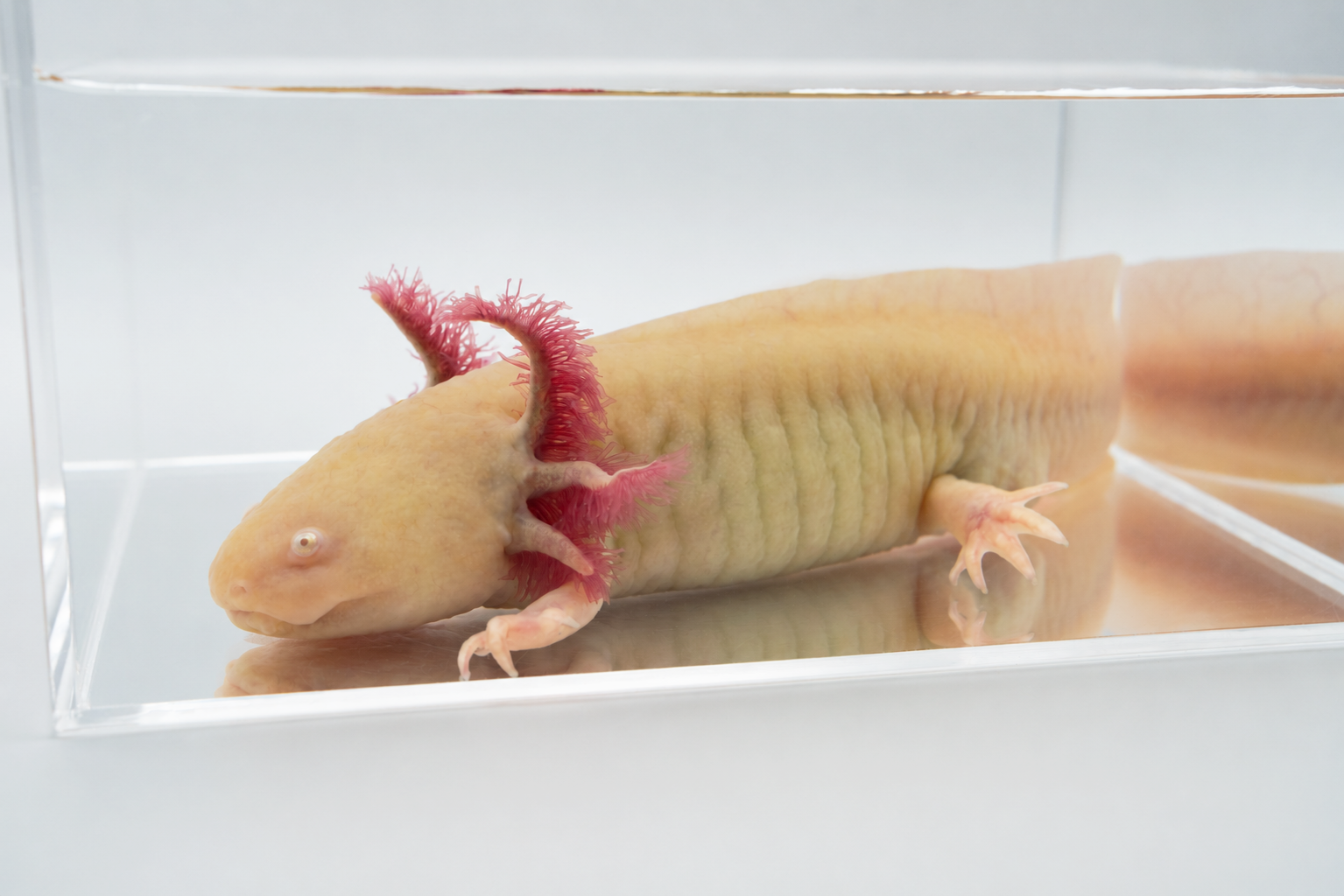 Golden albino axolotl featured in the complete beginner care guide