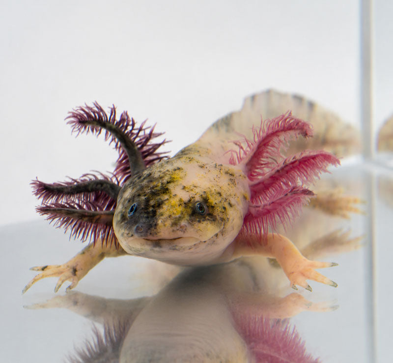 Split mosaic axolotl featured in the beginner tank setup guide