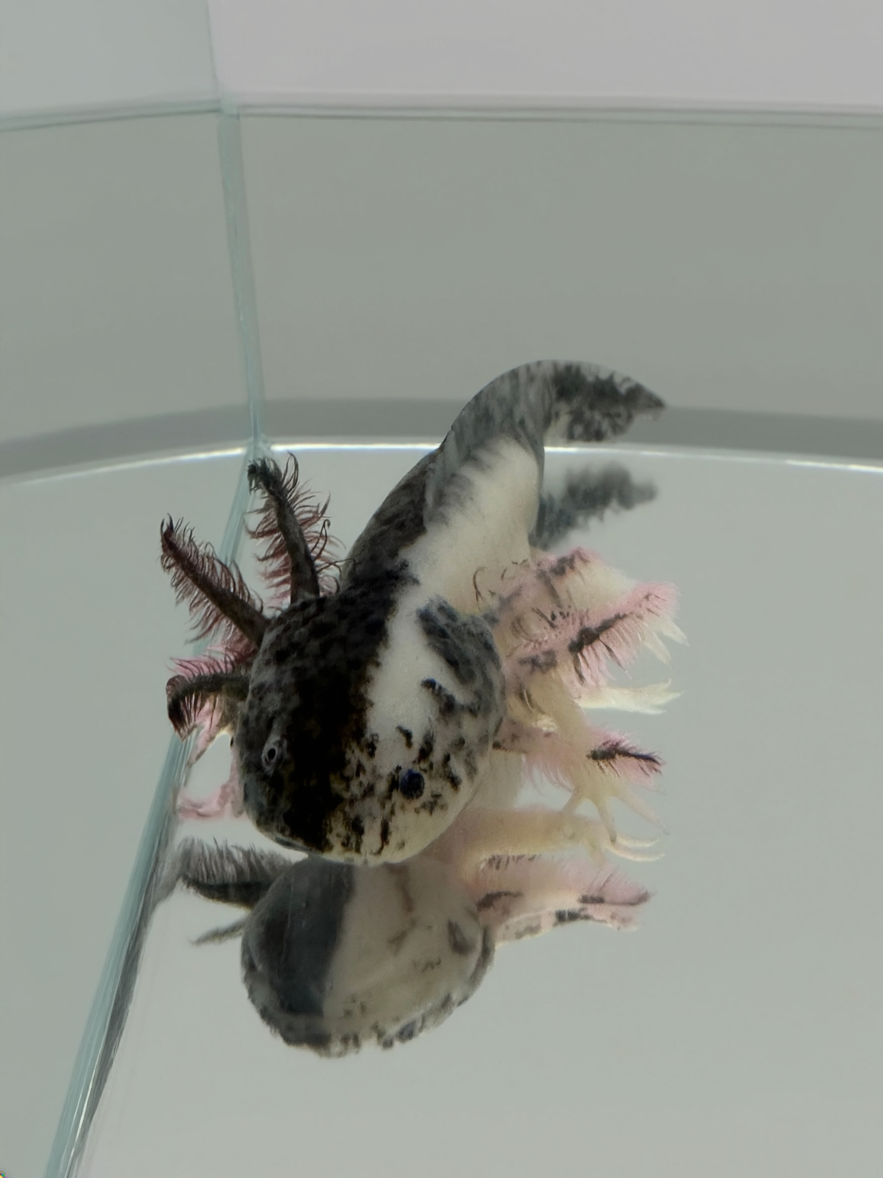Split mosaic axolotl with contrasting color patterns