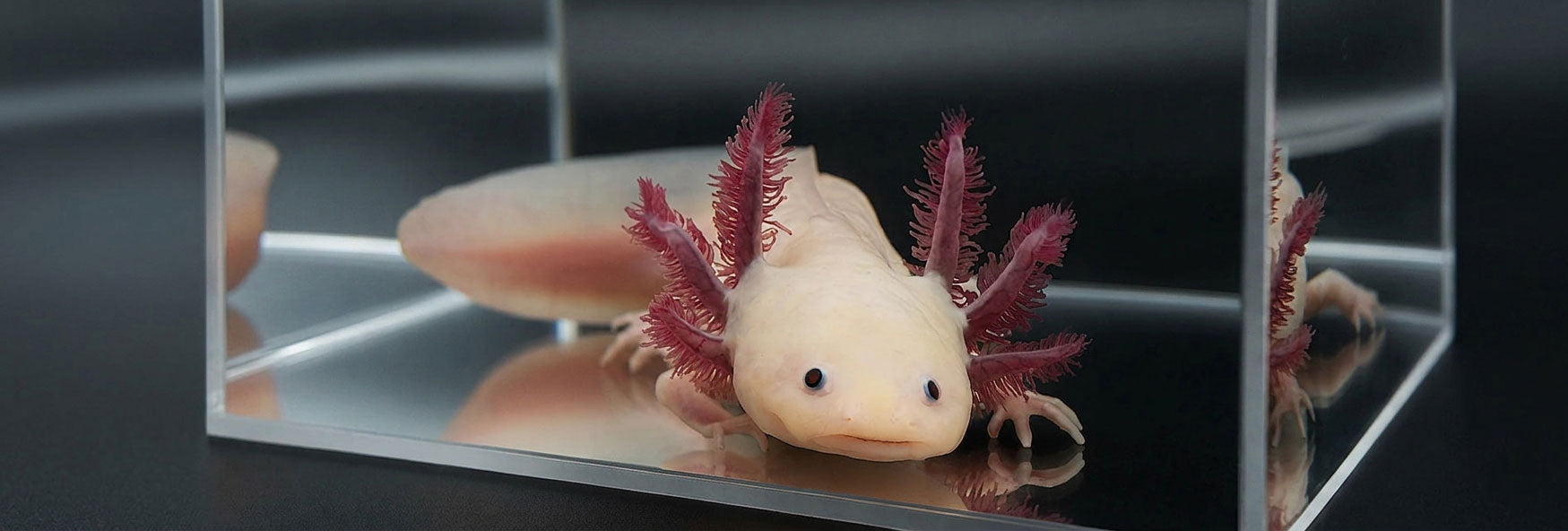 Leucistic Axolotl "Classic Pink"