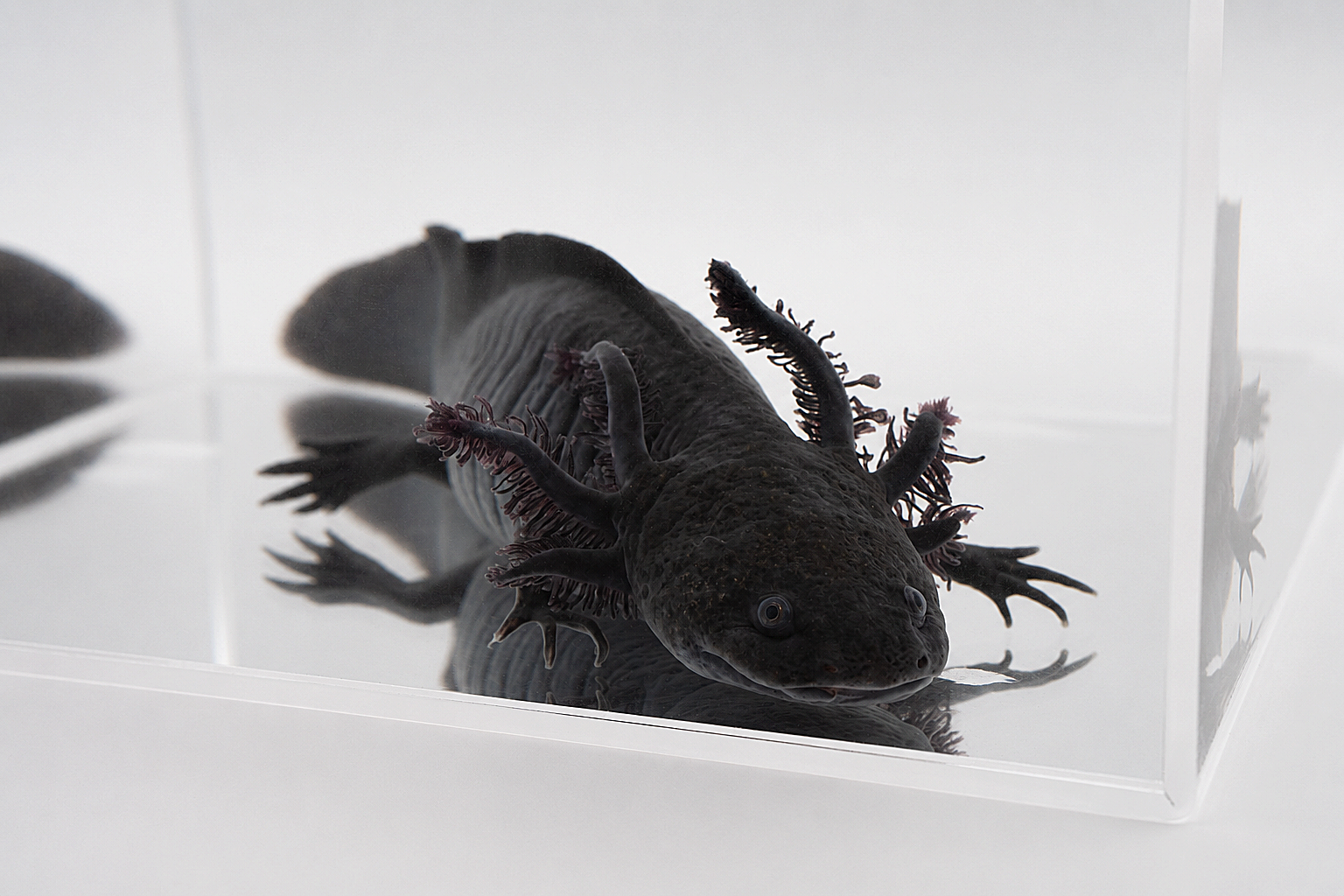 Black Axolotl "Melanoid Axolotl"