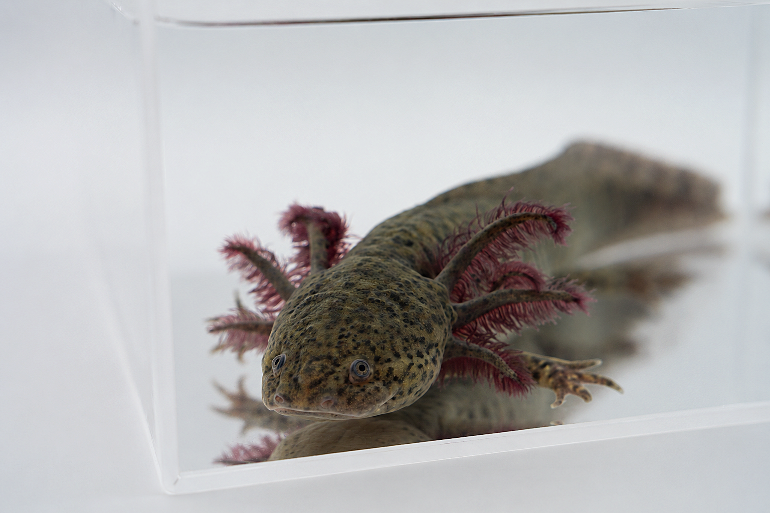 Wild Type Axolotls-GFP Wild Type Axolotls