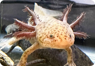 Axanthic Copper Axolotls
