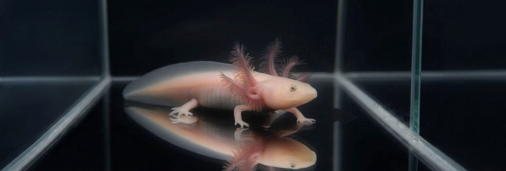 Axolotl aquarium tank setup and essential supplies
