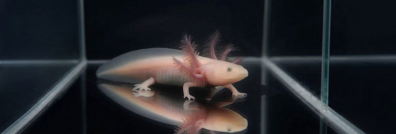 Axolotl aquarium tank setup and essential supplies