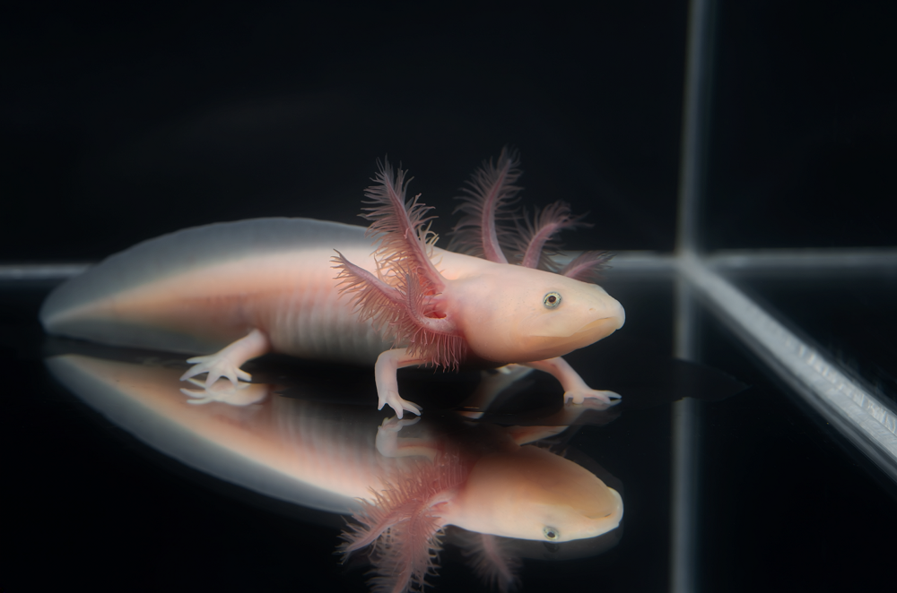 Axolotl Tank & Setup