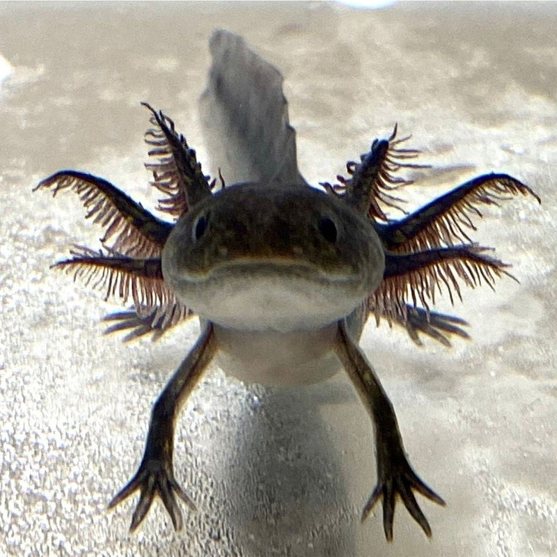 Melanoid "Black Axolotl"