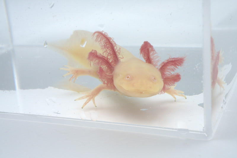 GFP Pink Albino