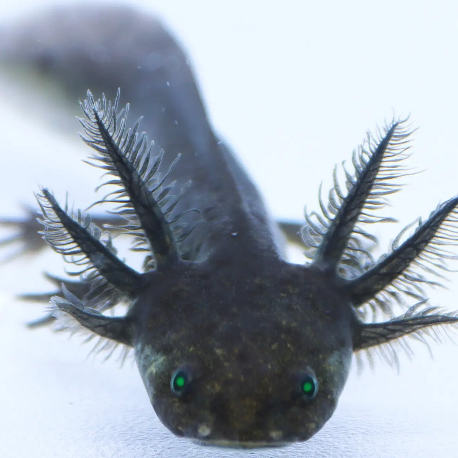 Black Melanoid Axolotl-GFP Black Melanoid Axolotl