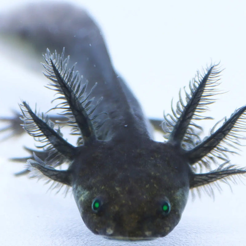 Black Melanoid Axolotl-GFP Black Melanoid Axolotl