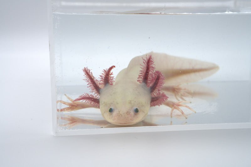 GFP Leucistic "Classic Pink"