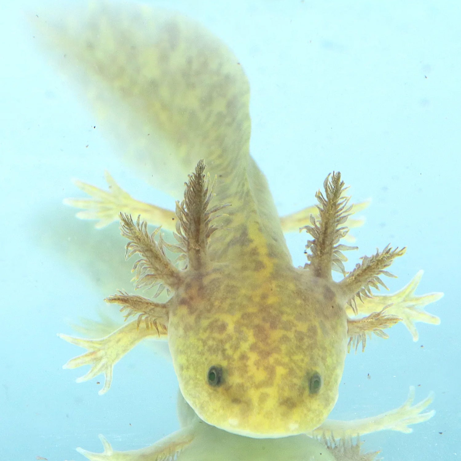 GFP Copper Axolotl