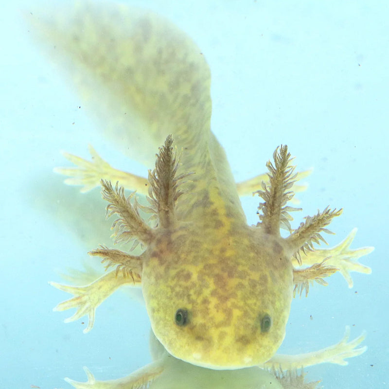 GFP Copper Axolotl