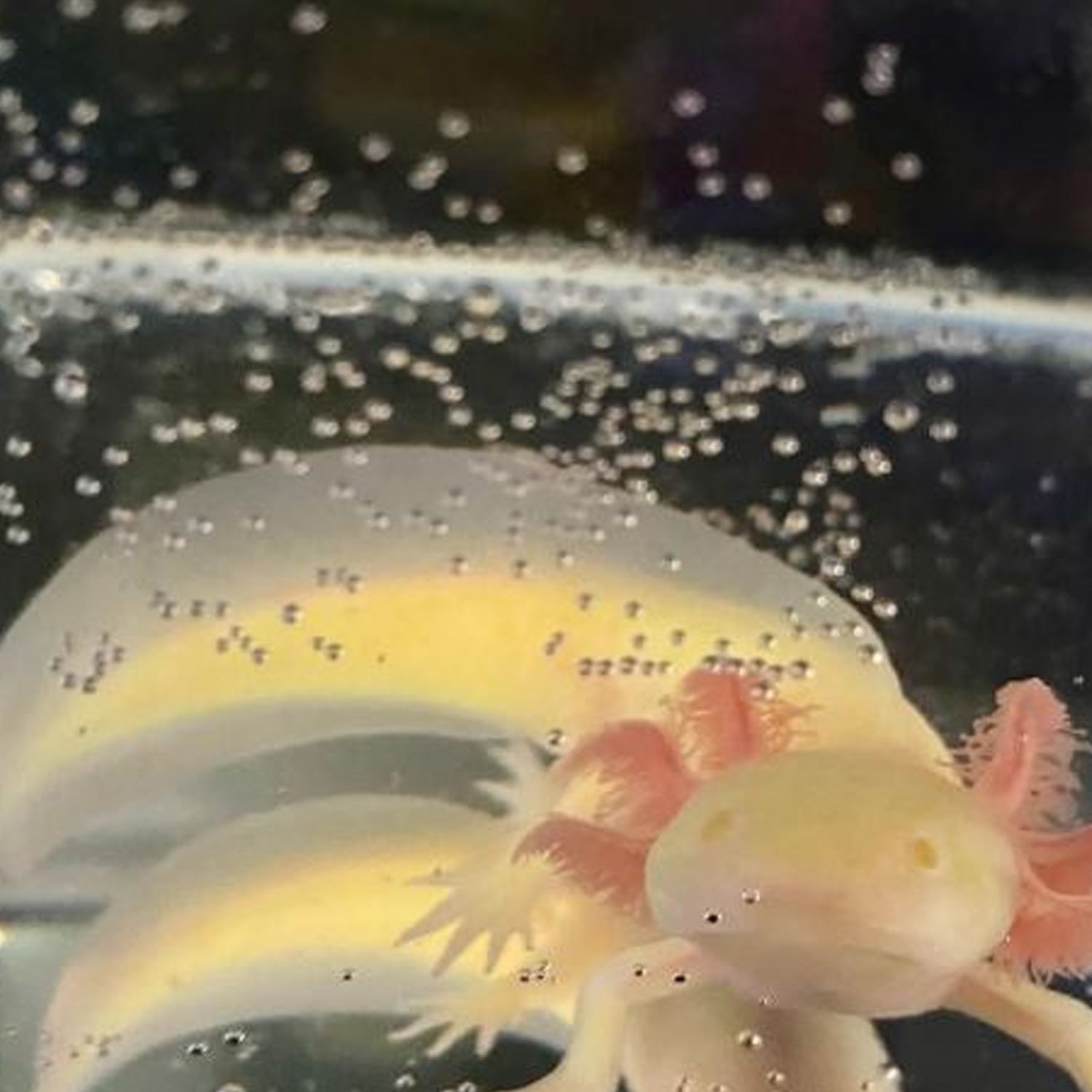GFP Golden Albino