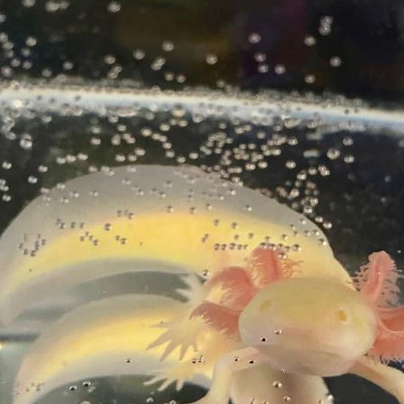 GFP Golden Albino
