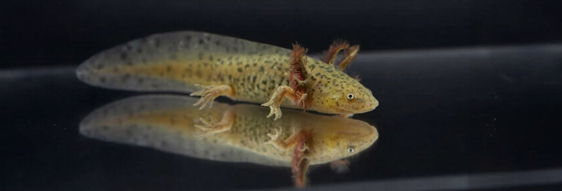Wild Type Axolotl "Natural Colored"