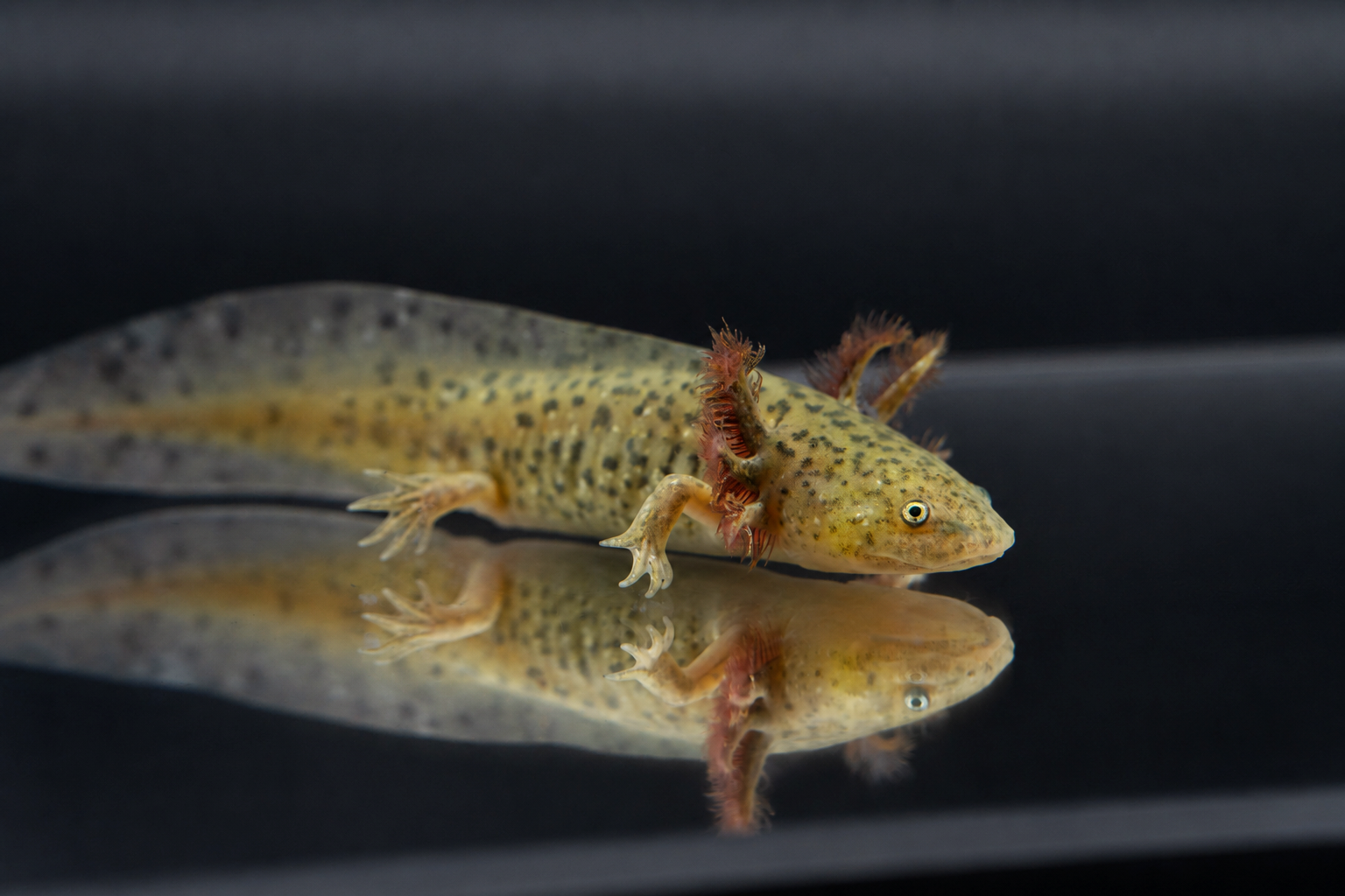 Wild Type Axolotl "Natural Colored"