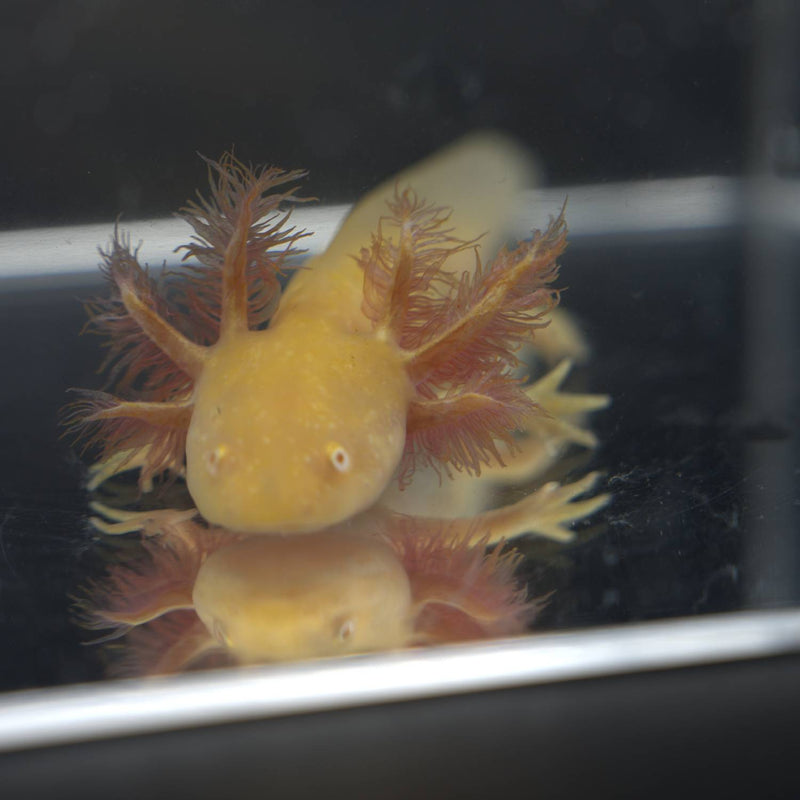 Golden Albino