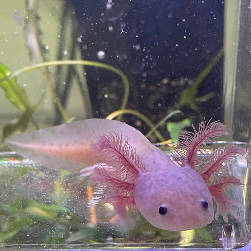 Lavender Axolotl "Hypo Melanistic Copper Axolotl"