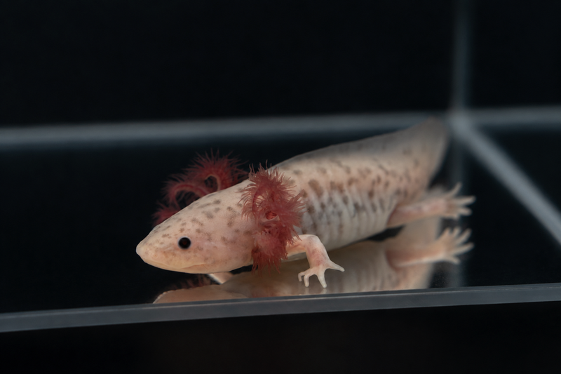 Lavender axolotl with soft purple-gray coloration