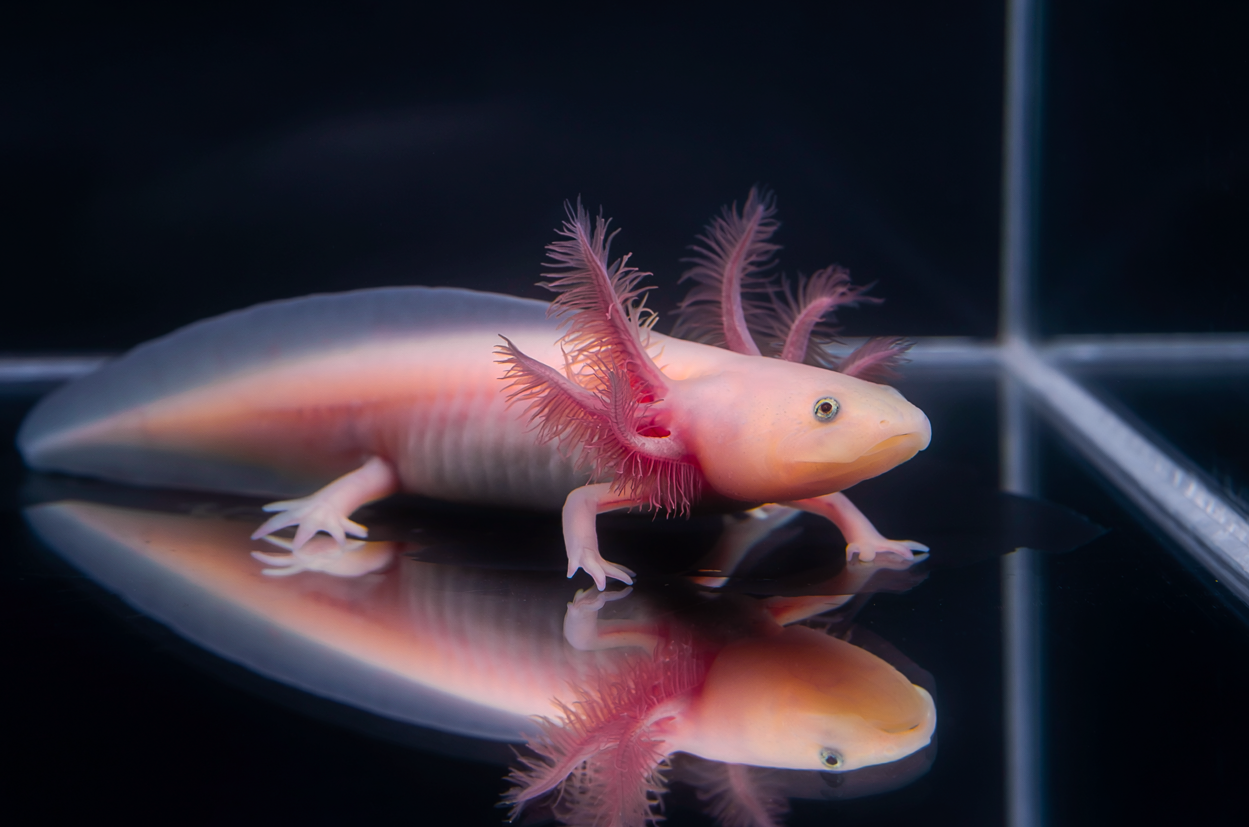 Eligible axolotls in the Axolotl Superstore Back-to-School BOGO sale
