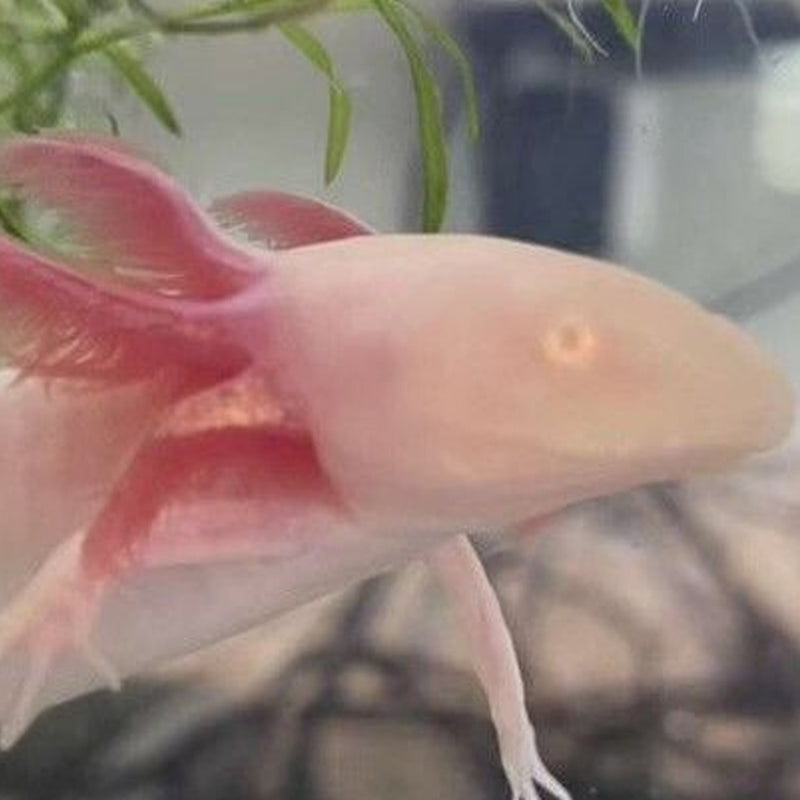 Pink Albino GFP Pink Albino Golden Albino GFP Golden Albino