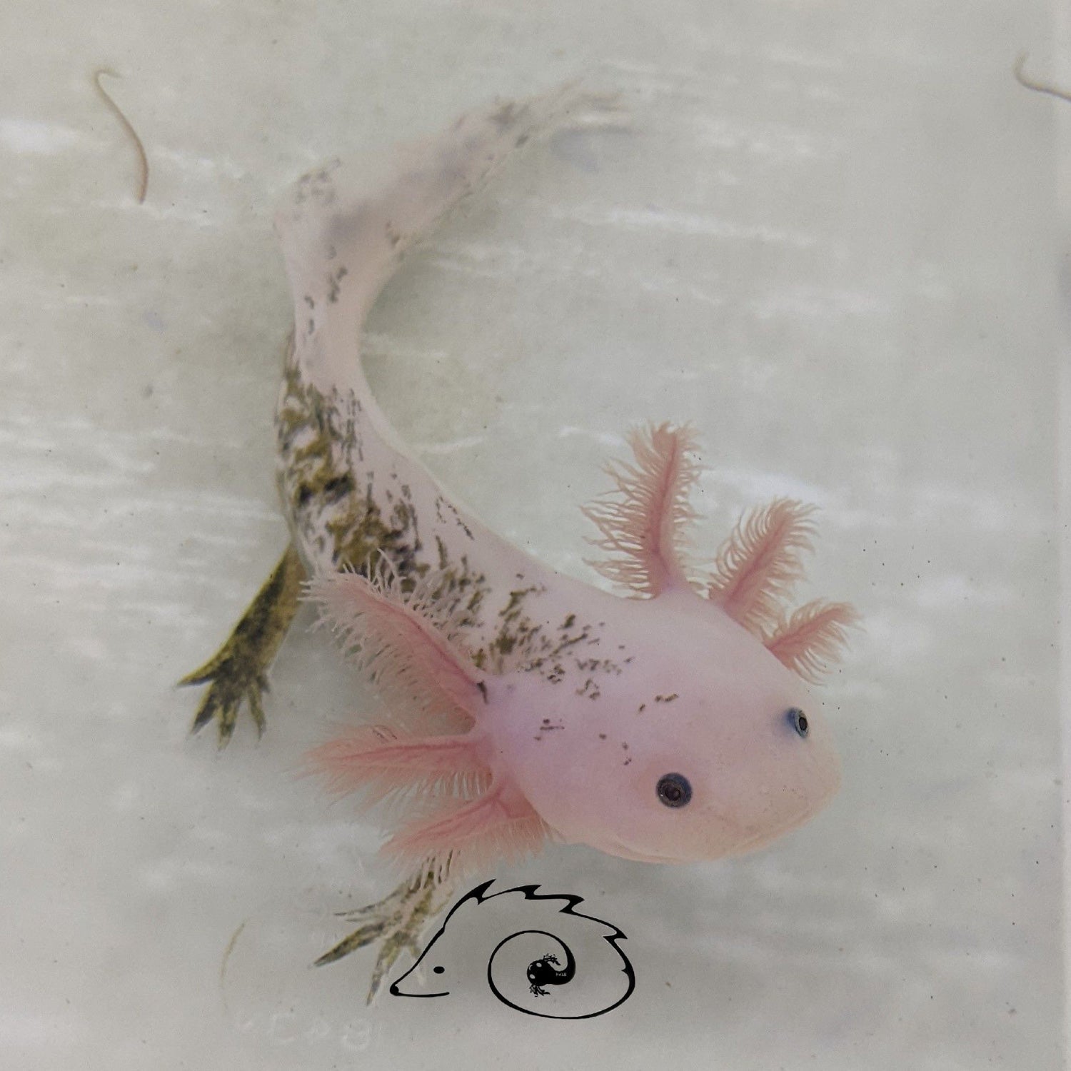 Split Mosaic Axolotl