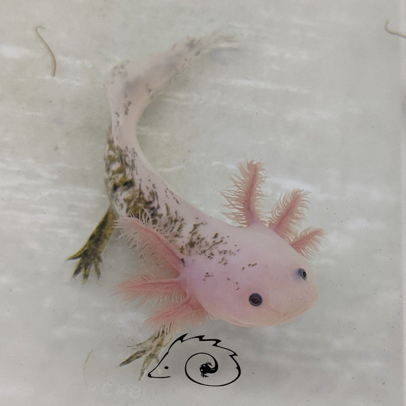Split Mosaic Axolotl