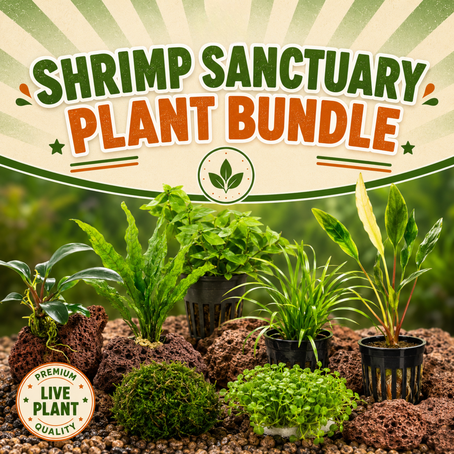 Aquarium Plant Bundles