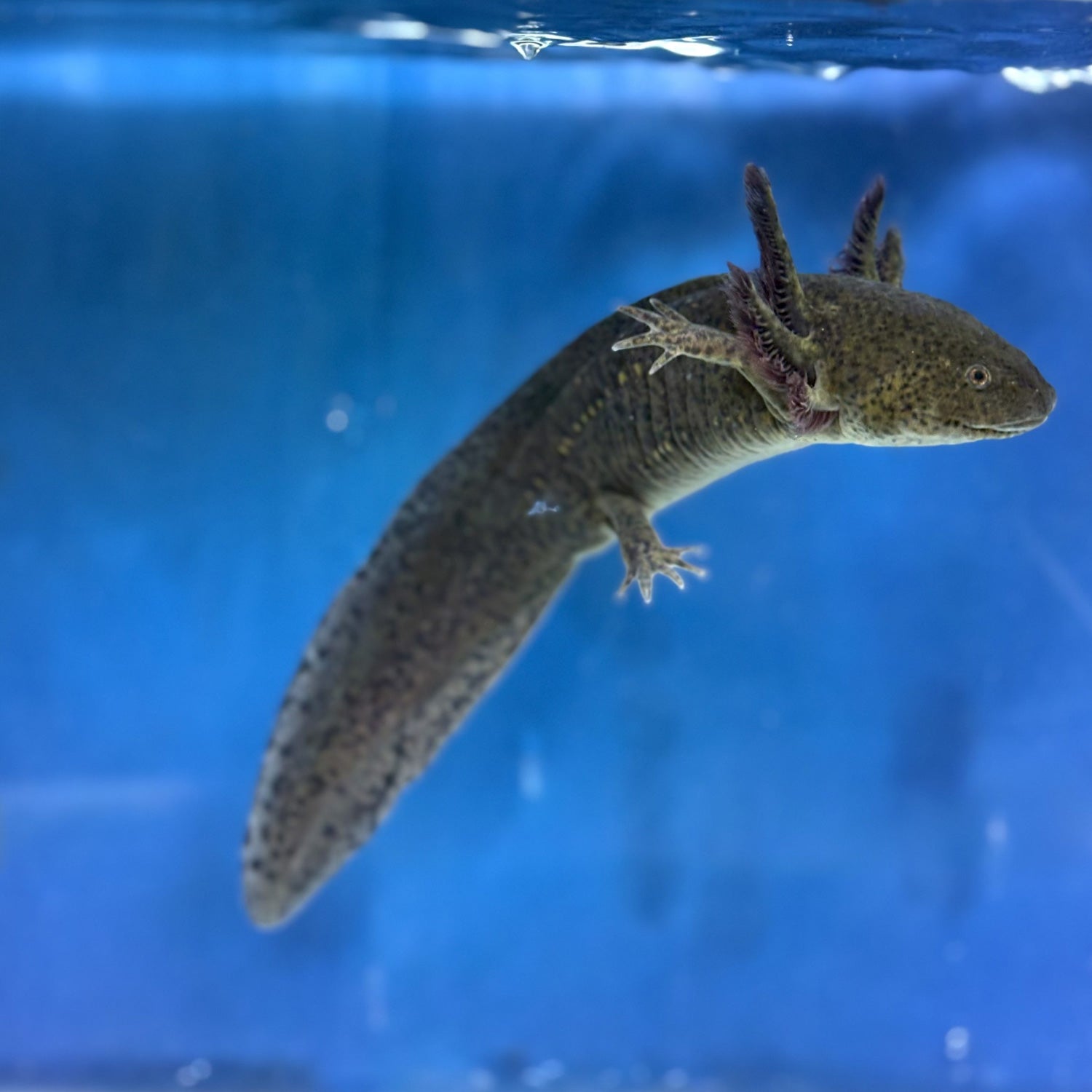 Natural Colored Axolotl "Wild Type Axolotl"