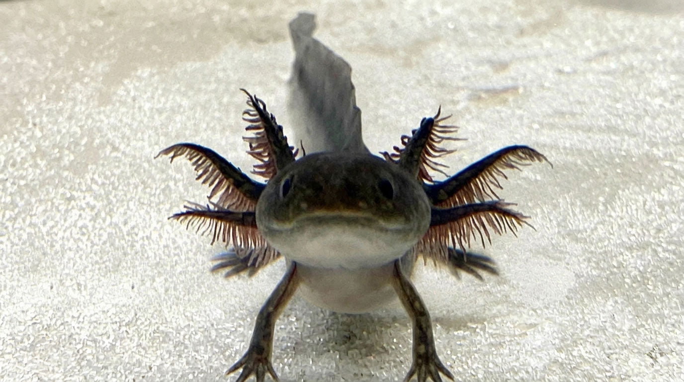 Black melanoid axolotl with dark coloration