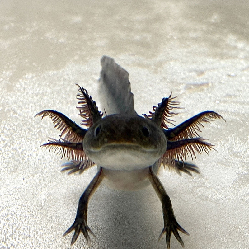 Melanoid "Black Axolotl"