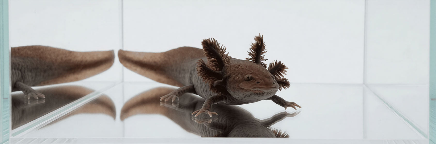Copper axolotl with warm bronze coloration