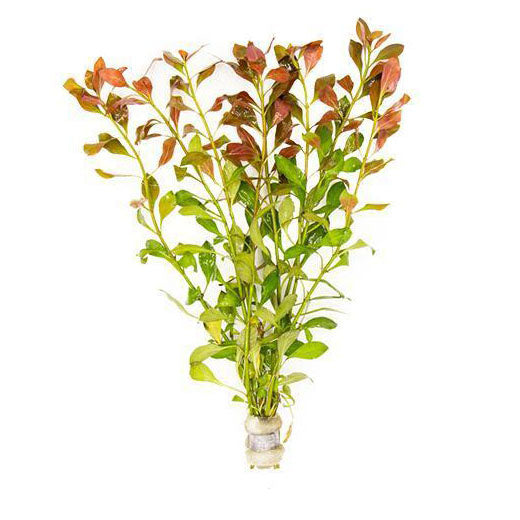 Stem & Rooted Aquarium Plants