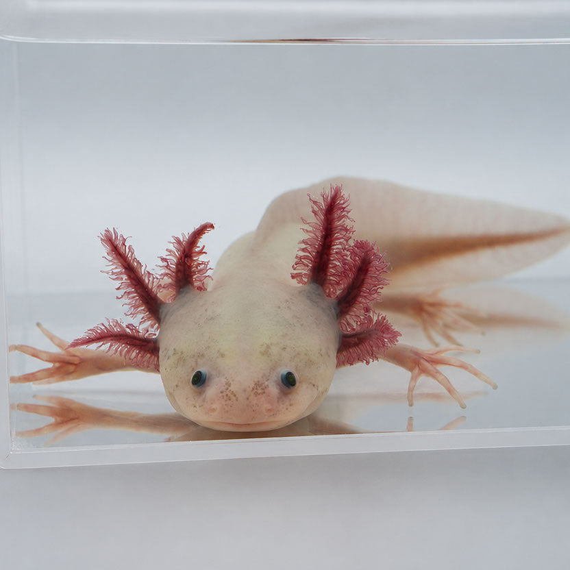 Our Axolotl's Colors