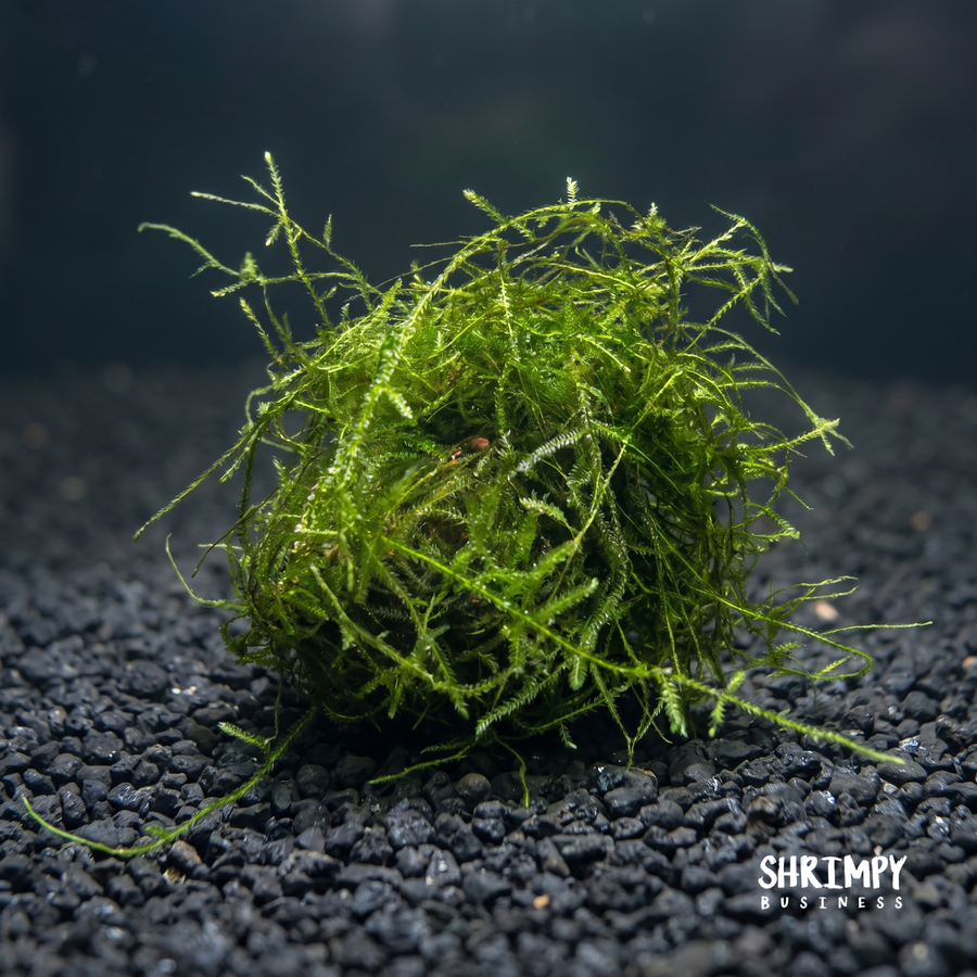 Aquarium Moss & Floating Plants