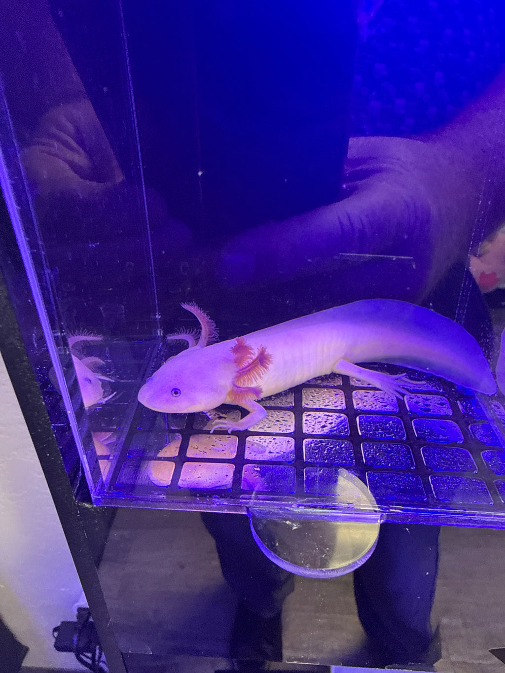 Oogie, Copper named axolotl #021 — exact animal for sale, photo 1