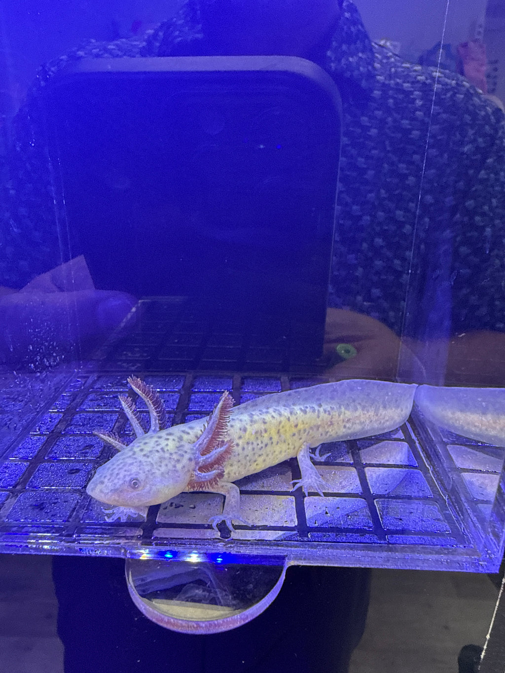 Pocus, Copper named axolotl #027 — exact animal for sale, photo 2